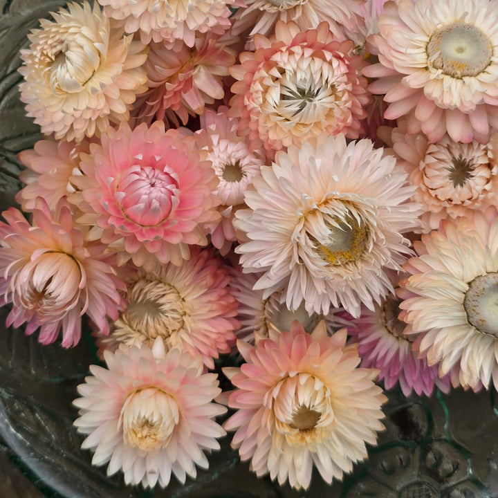 Close-up detail of a double papery baby pink Helichrysum bloom with a gold central disc.