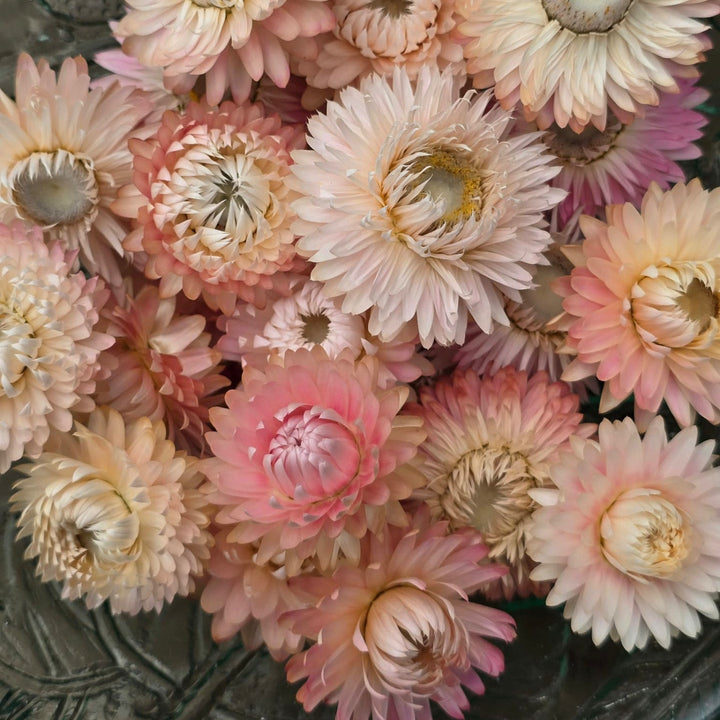 Open box of naturally dried baby pink Helichrysum Strawflower heads showing soft blush tones.