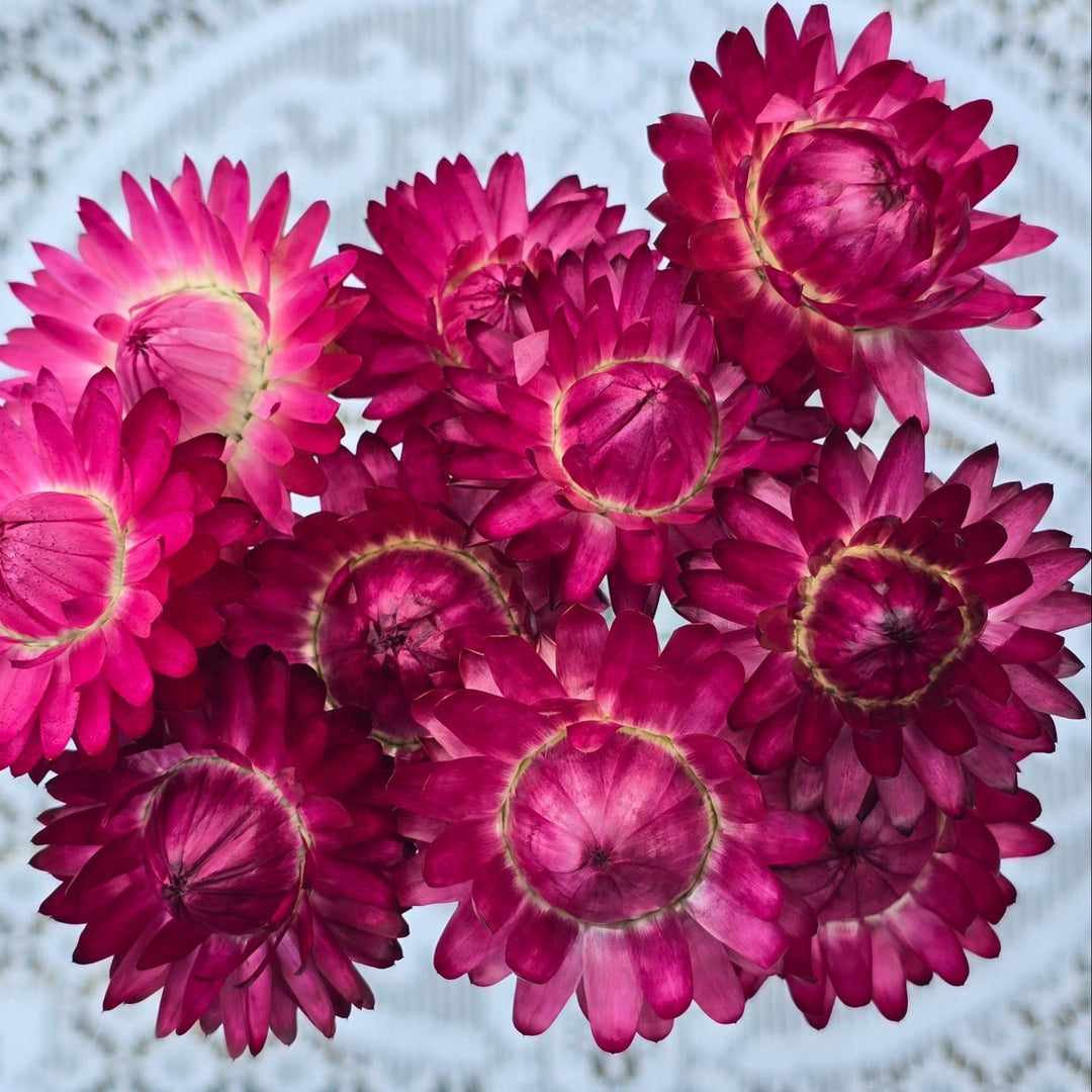 Open box of naturally dried bright rose Helichrysum Strawflower heads showing vibrant magenta and rose-pink tones.