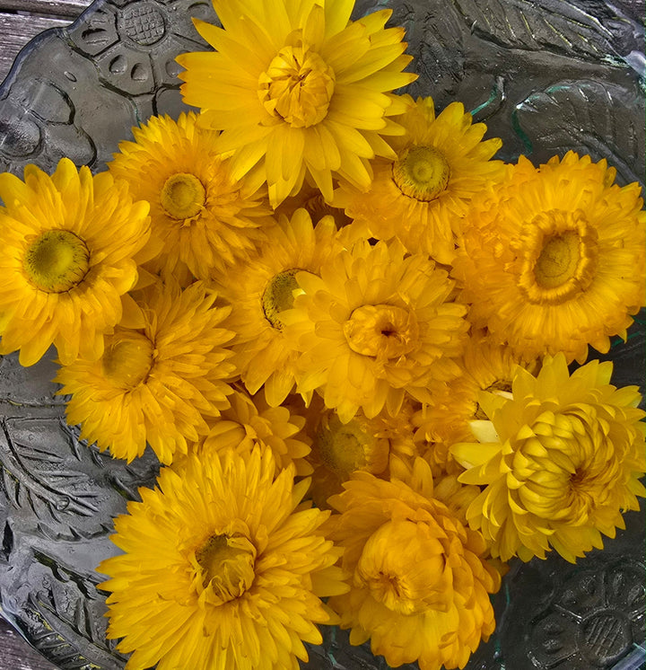 Close-up detail of a double papery golden yellow Helichrysum bloom with a yellow central disc.