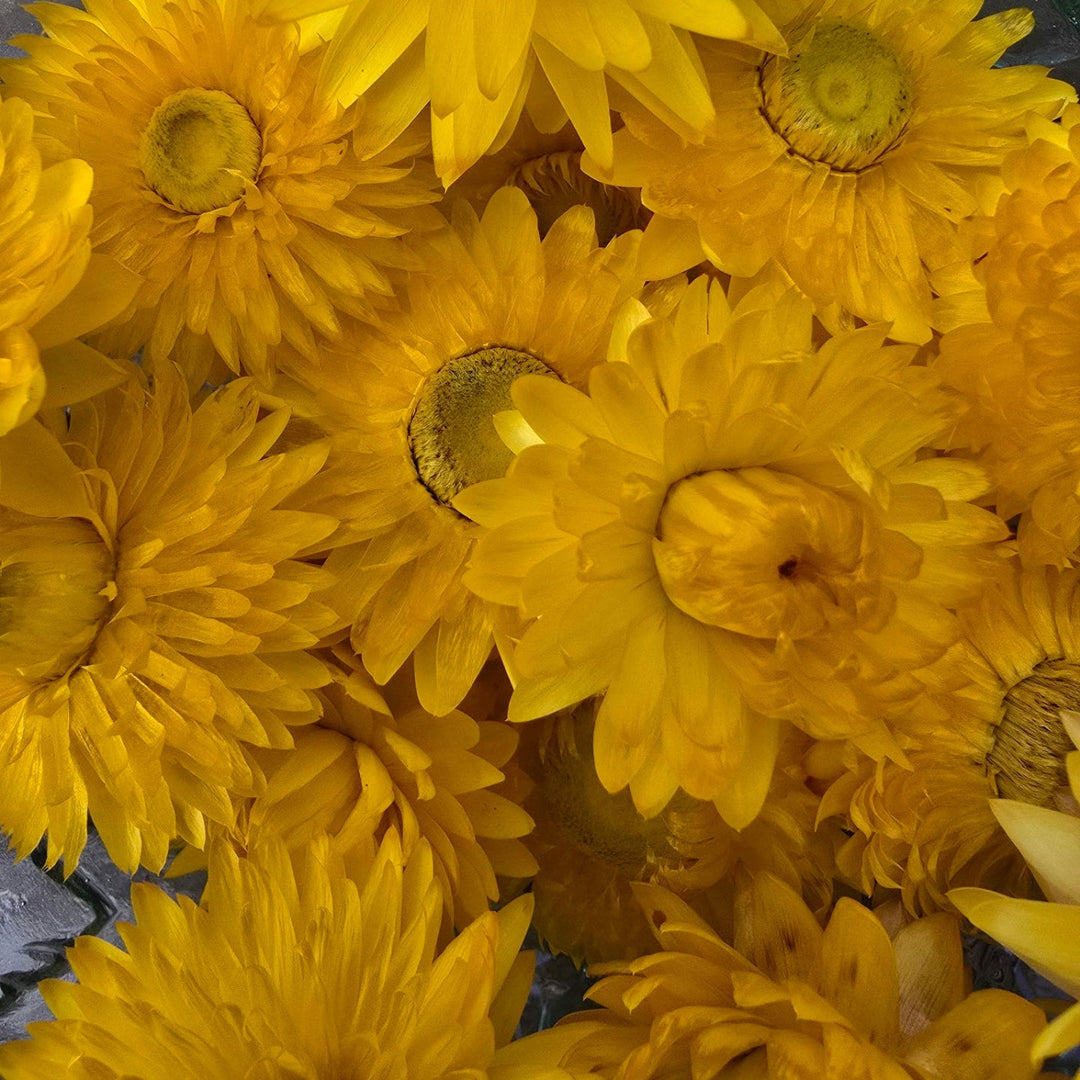 Open box of naturally dried golden yellow Helichrysum Strawflower heads showing bright buttercup tones.