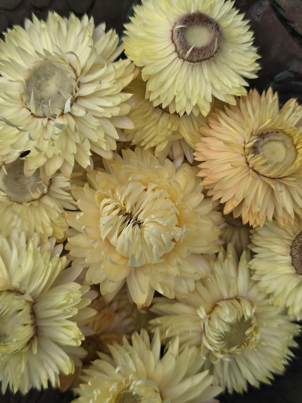 Close-up detail of a double papery lemon yellow Helichrysum bloom with a yellow central disc.