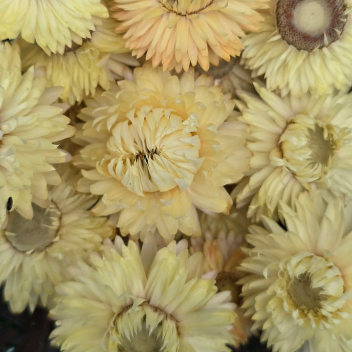 Open box of naturally dried lemon yellow Helichrysum Strawflower heads showing bright citrus tones.