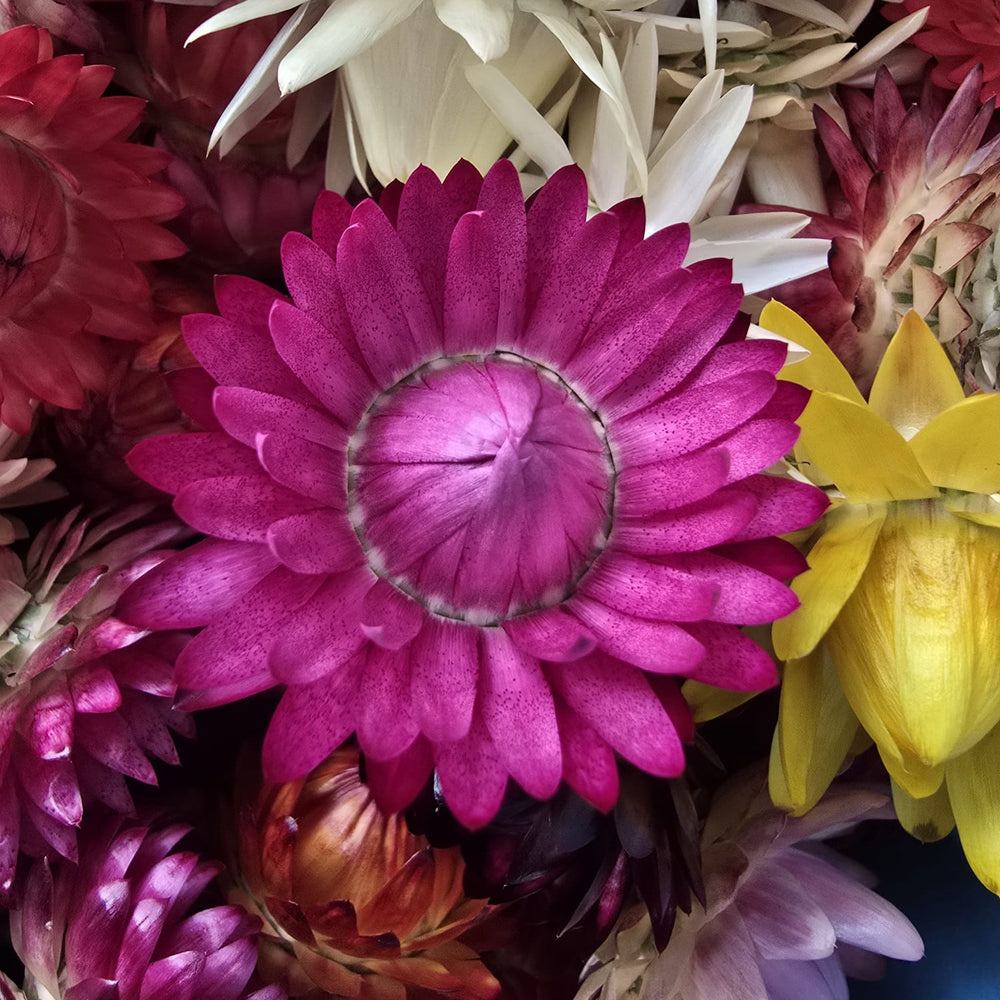 Close-up detail of a double papery mixed colour Helichrysum strawflower bloom displaying intricate petals and natural textured center.