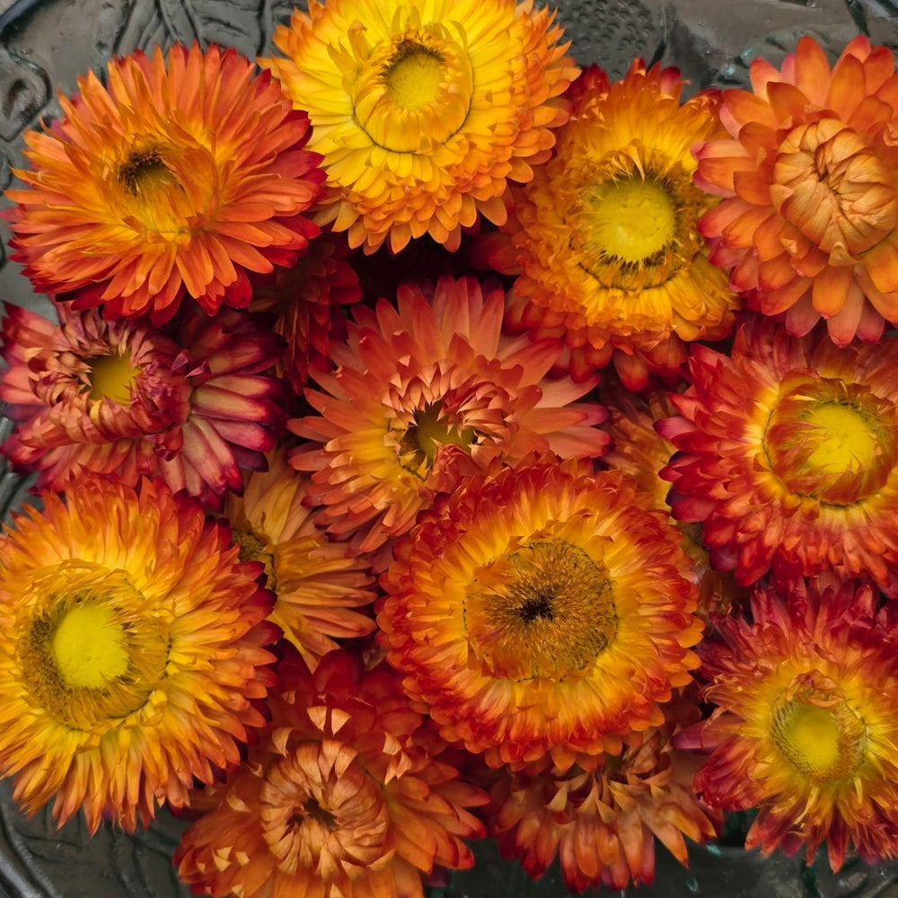 Close-up detail of a double papery orange Helichrysum bloom with a gold central disc.