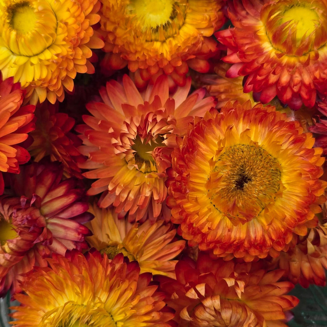 Open box of naturally dried orange Helichrysum Strawflower heads showing vibrant tangerine and copper tones.