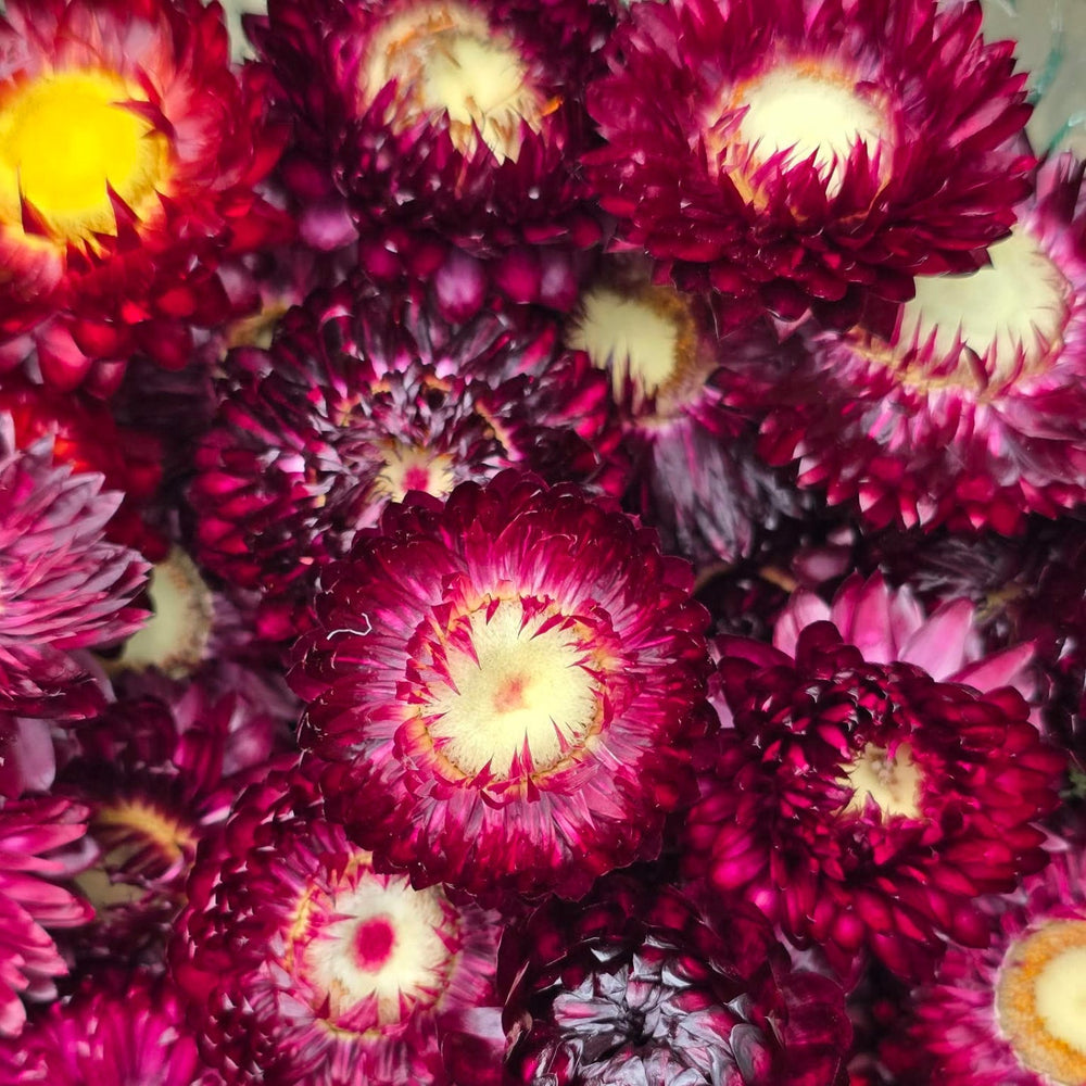 Close-up detail of a double papery purple Helichrysum bloom with a gold central disc.