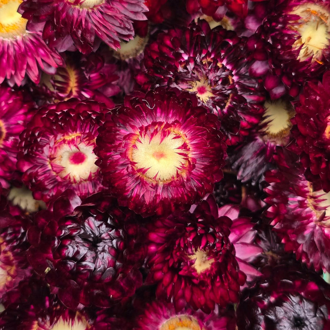 Open box of naturally dried purple Helichrysum Strawflower heads showing deep violet and magenta tones.