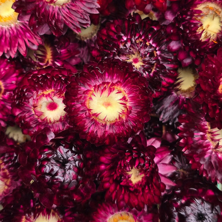 Open box of naturally dried purple Helichrysum Strawflower heads showing deep violet and magenta tones.
