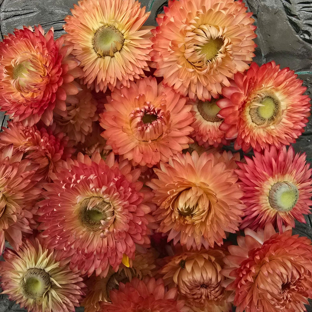 Close-up detail of a double papery salmon rose Helichrysum bloom with a yellow central disc.