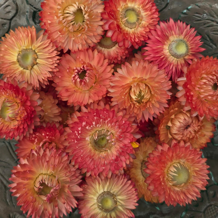 Open box of naturally dried salmon rose Helichrysum Strawflower heads showing warm coral and blush tones.