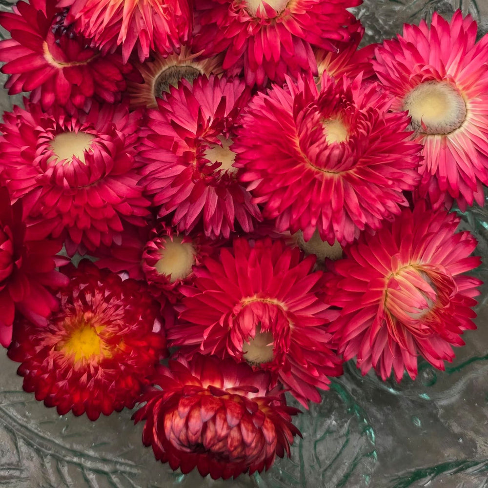 Close-up detail of a double papery scarlet red Helichrysum bloom with a gold central disc.