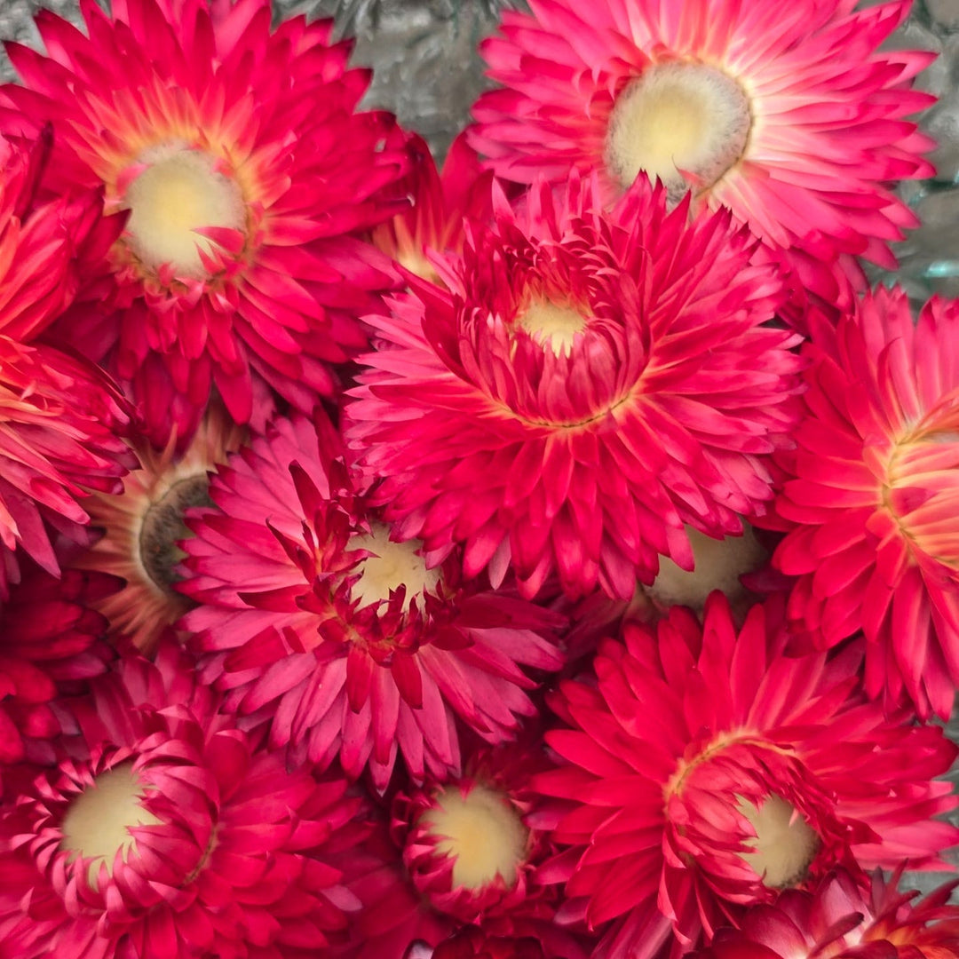 Open box of naturally dried scarlet Helichrysum Strawflower heads showing glowing red and crimson tones.