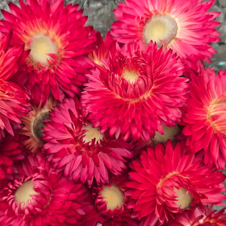 Open box of naturally dried scarlet Helichrysum Strawflower heads showing glowing red and crimson tones.