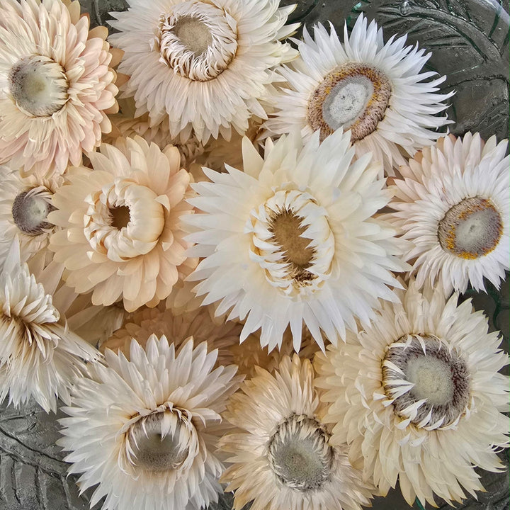 Close-up detail of a double papery white Helichrysum bloom with a yellow central disc.