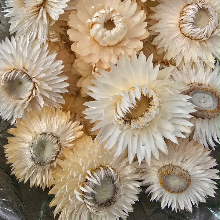 Open box of naturally dried white Helichrysum Strawflower heads showing crisp ivory and cream tones.