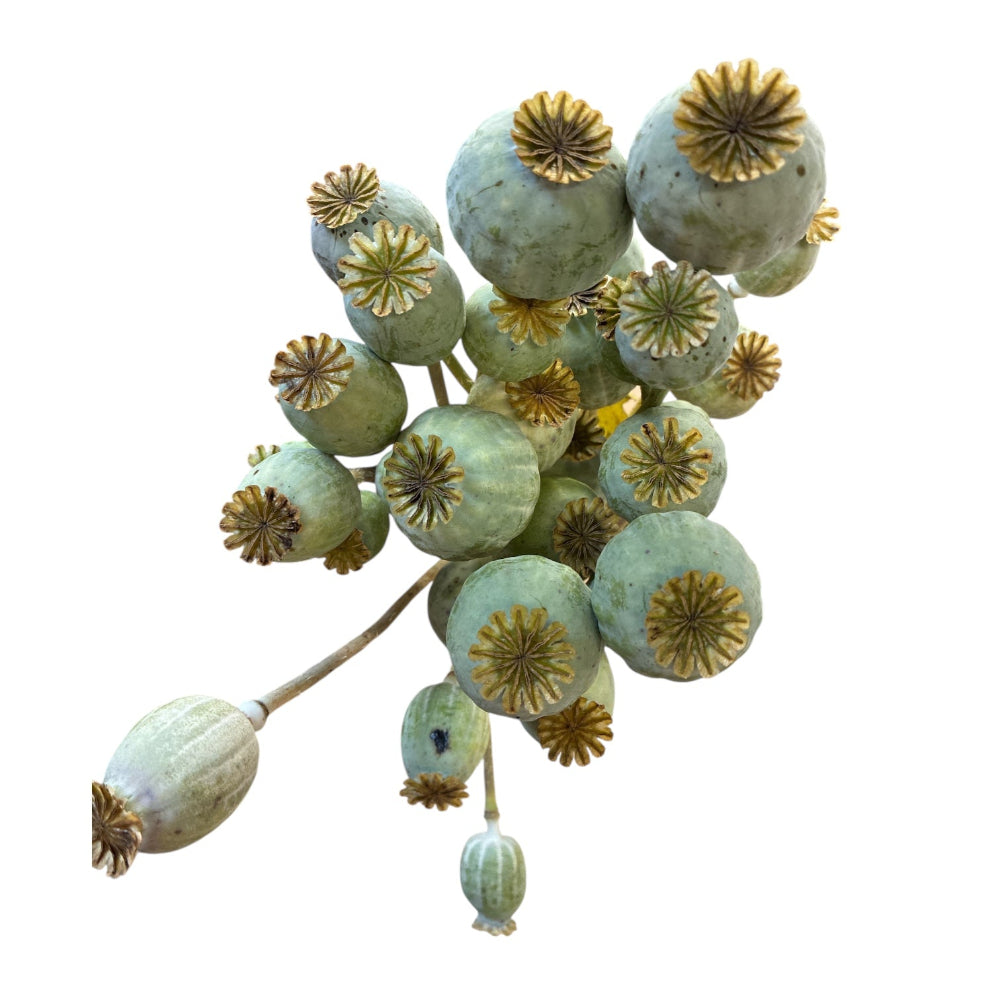 Bunch of 10 natural dried poppy seed pods tied together showing tall slender stems and grey-oat coloured heads