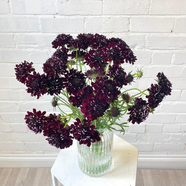 lincolnshire grown black flowers wholesale