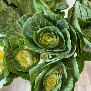 Brassica - White Crane- Bundle of 10 stems
