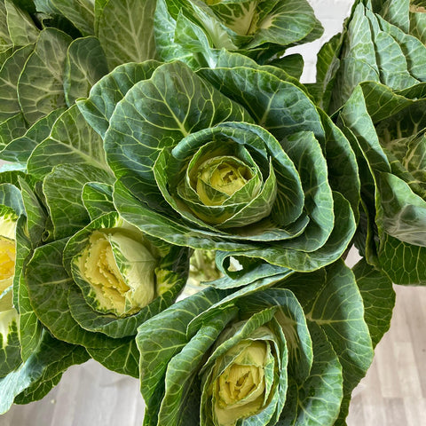 Brassica - White Crane- Bundle of 10 stems