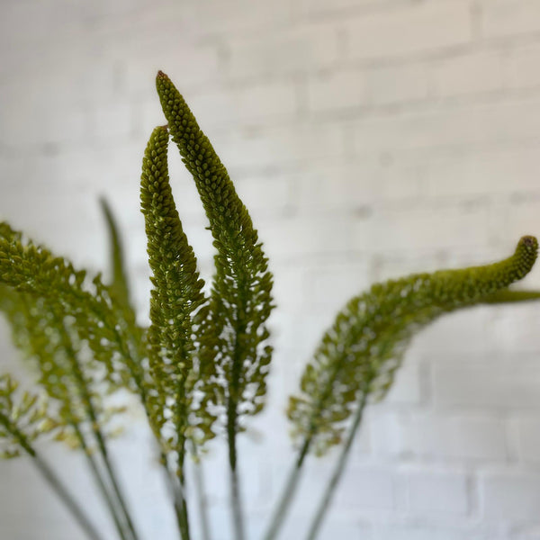 Eremurus Small - Foxtail - 10 stems