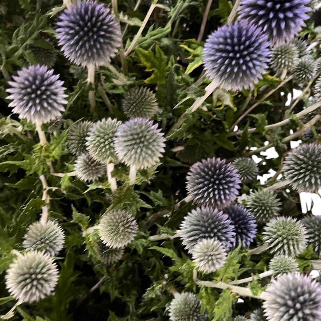 Detailed close-up of a spherical blue Echinops flower head showing spiky texture