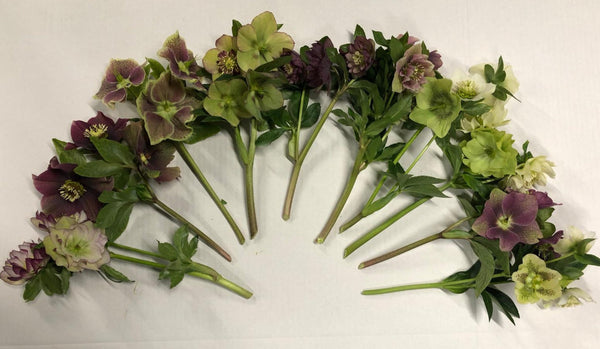 buy hellebore posie UK grown