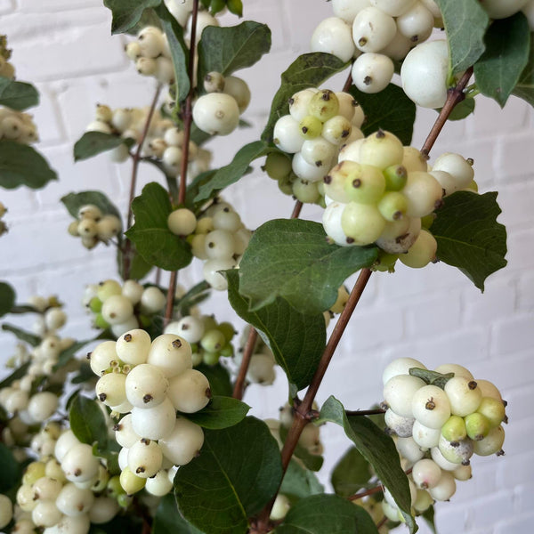 Snowberry - White - Bunch of 10