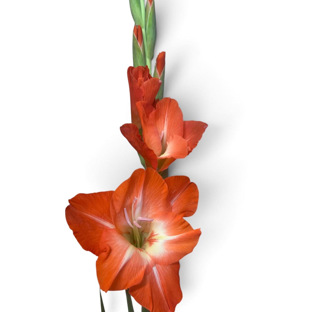 Gladioli - ORANGE - Lincolnshire 75cm - (10, 50 or 100 stems)