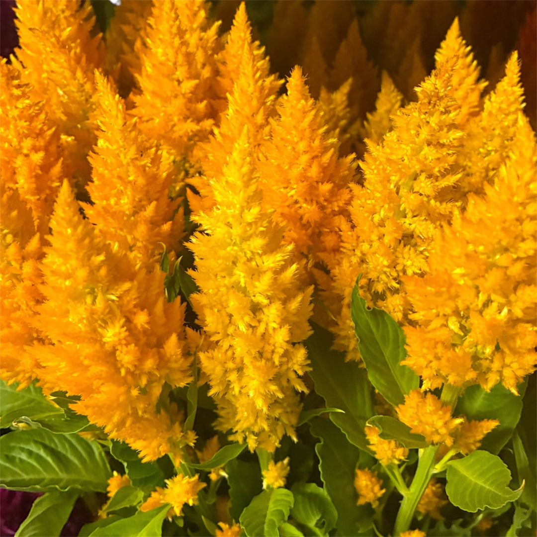 A 10-stem bunch of Lincolnshire-grown bright yellow Sunday Yellow Celosia plumosa.
