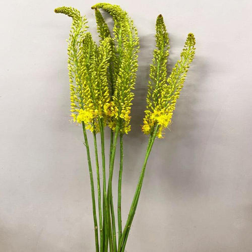 Eremurus Yellow - Foxtail - 10 stems