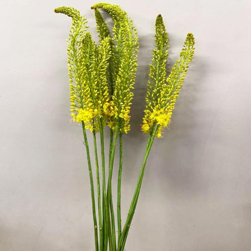 Eremurus Yellow - Foxtail - 10 stems
