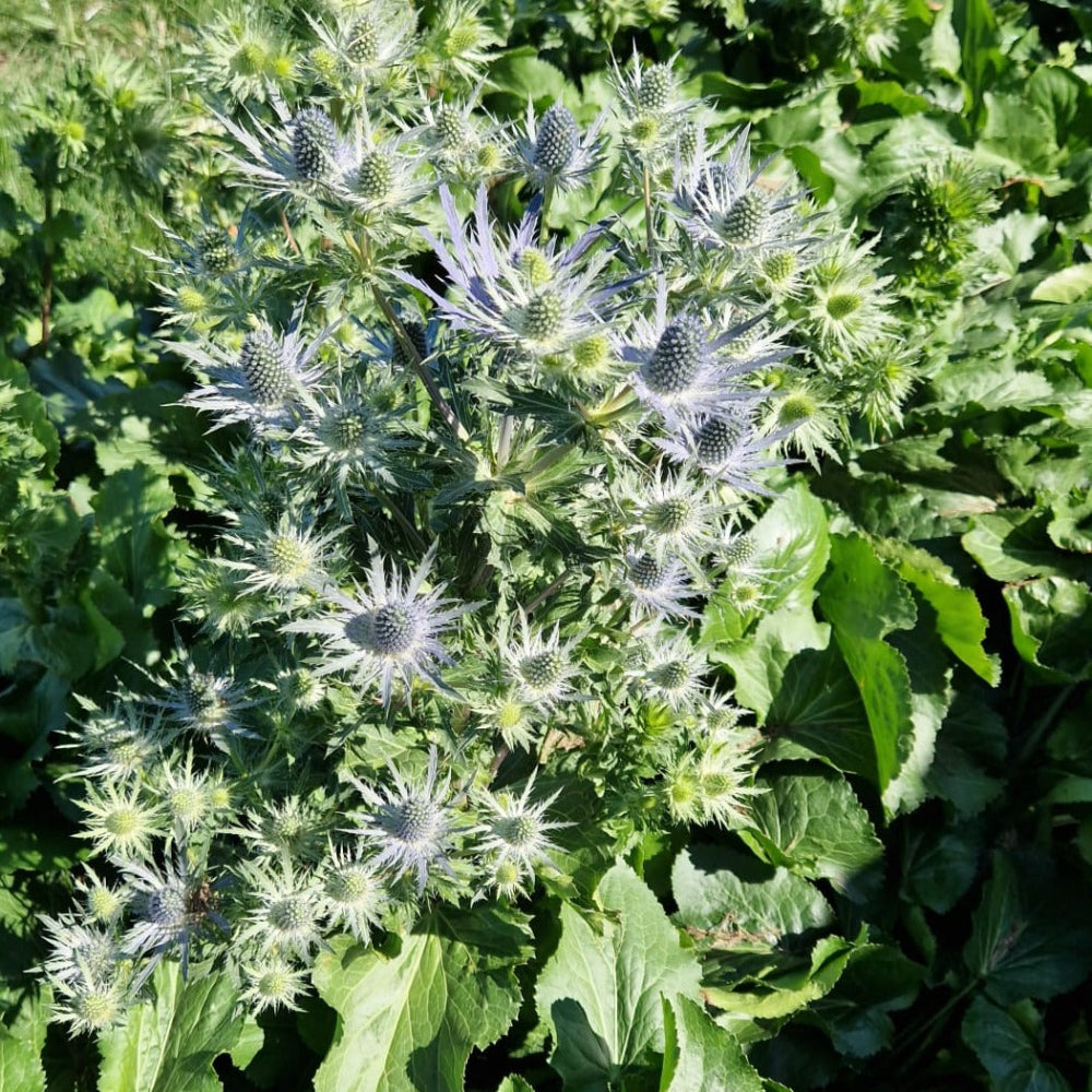 uk  blue flowers eryngium thistle online