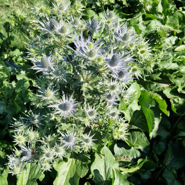 uk  blue flowers eryngium thistle online