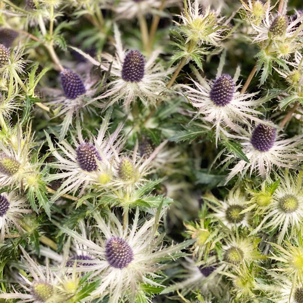 norfolk grown blue eryngium fresh cut 