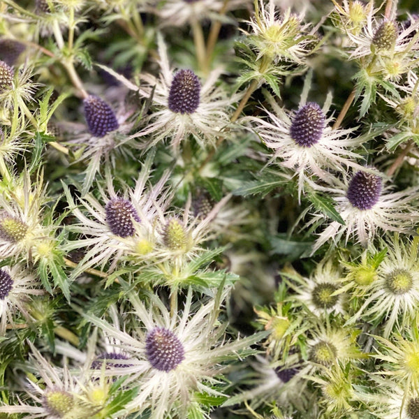 norfolk grown blue eryngium fresh cut 