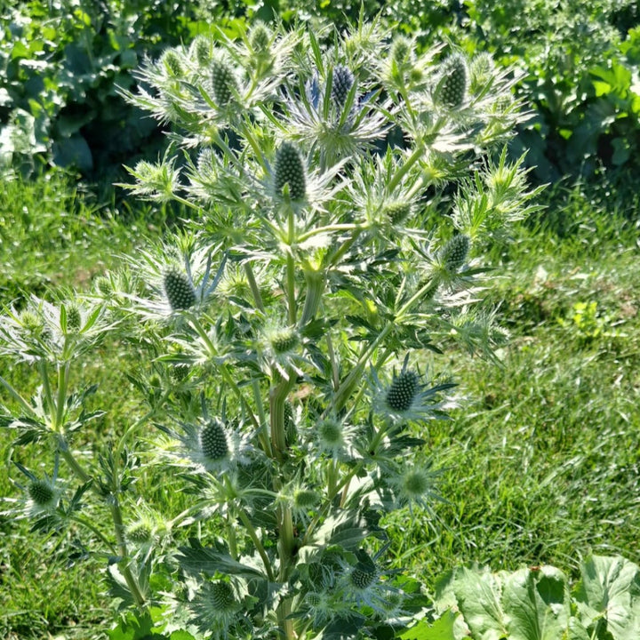 wholesale thistle eryngium first of the season