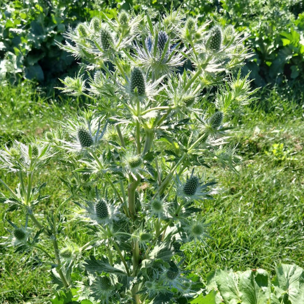 wholesale thistle eryngium first of the season