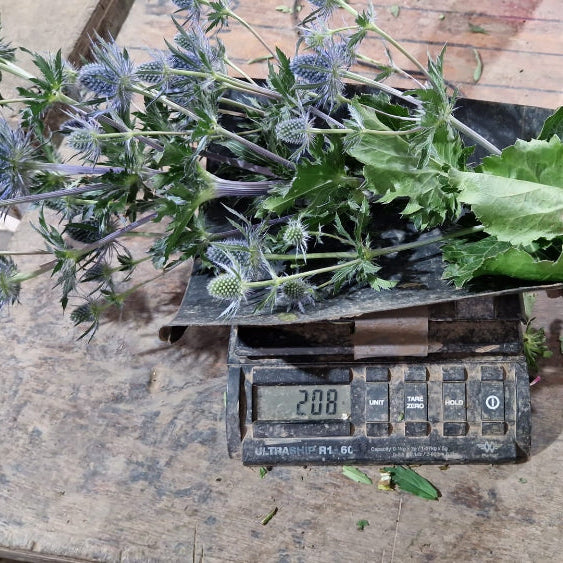 norfolk blue lagoon thistle online