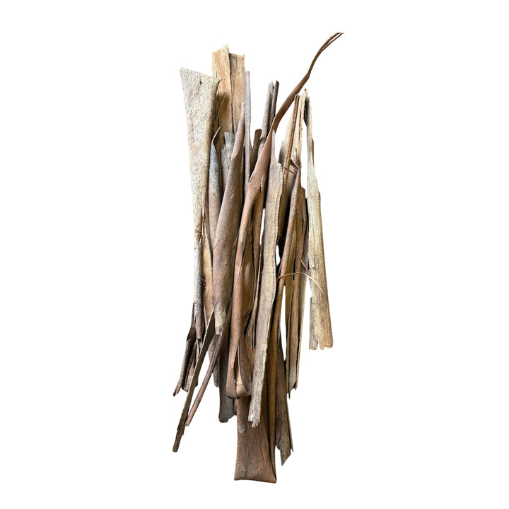 A bundle of dried Cornish eucalyptus bark showing natural brown curls and coarse wood textures on a plain background.