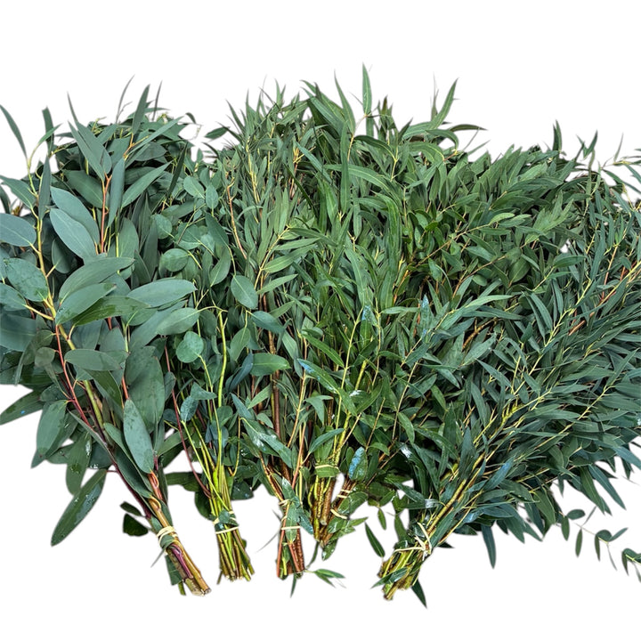 Freshly harvested Cornish Eucalyptus foliage mix stems tied in a wholesale florist bunch showing sage green leaves.