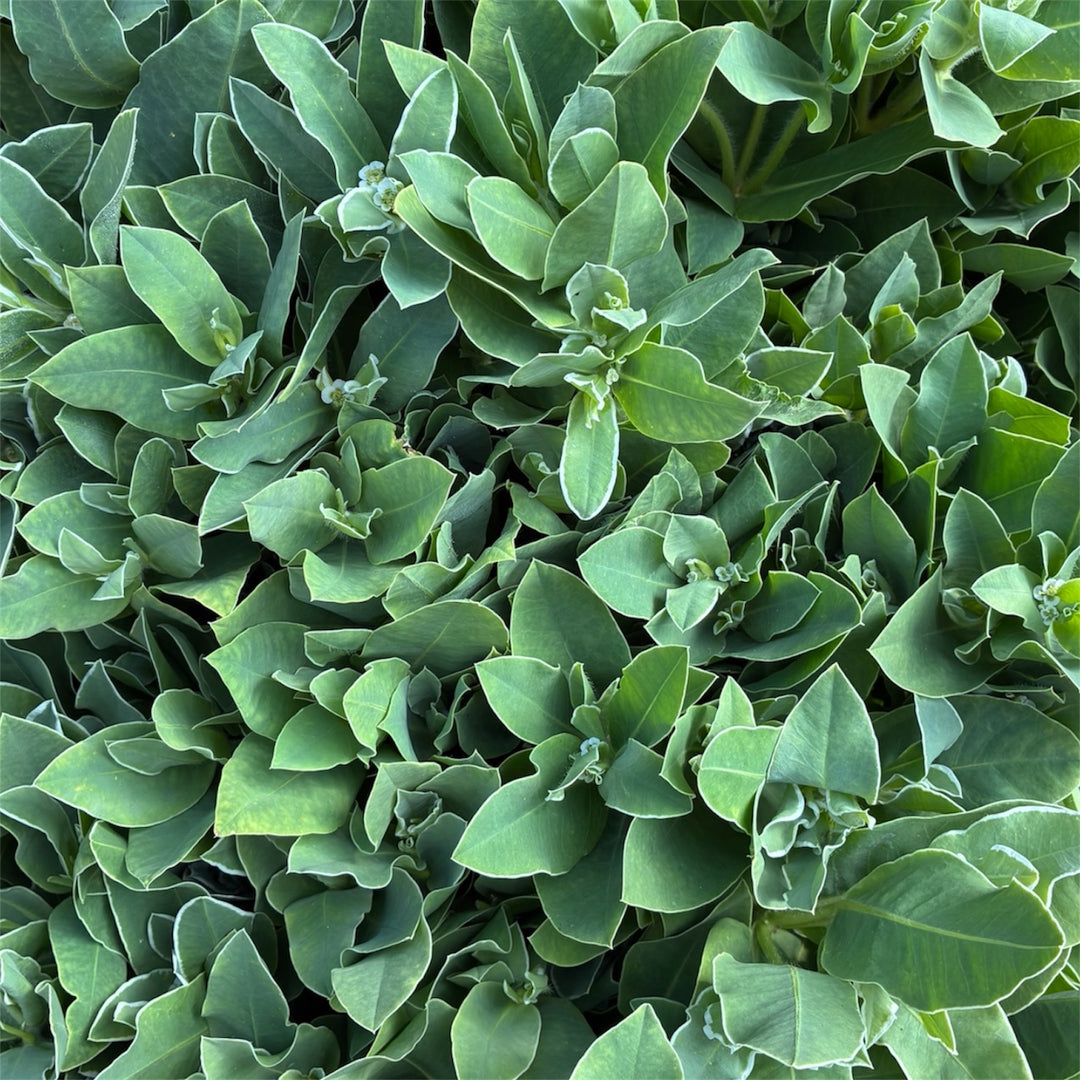 Close-up of Euphorbia Snow Top showing its white-edged, petal-like leaf bracts and delicate texture.