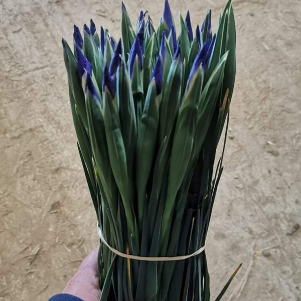 sustainable florist wholesale UK