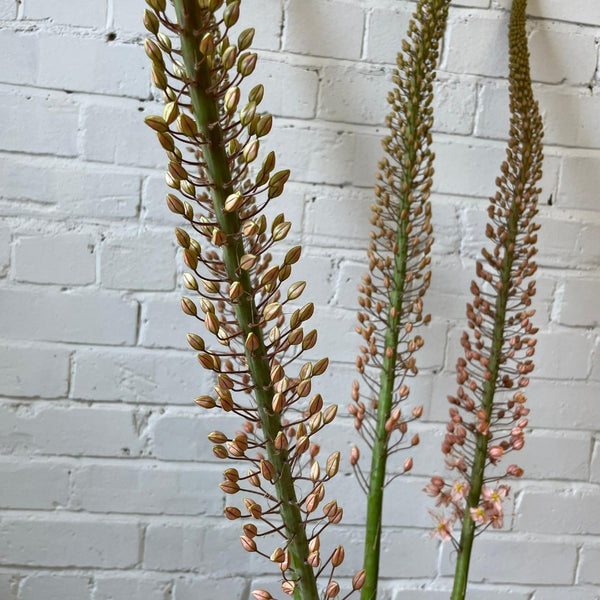 Eremurus PREMIUM - Foxtail - 5 stems