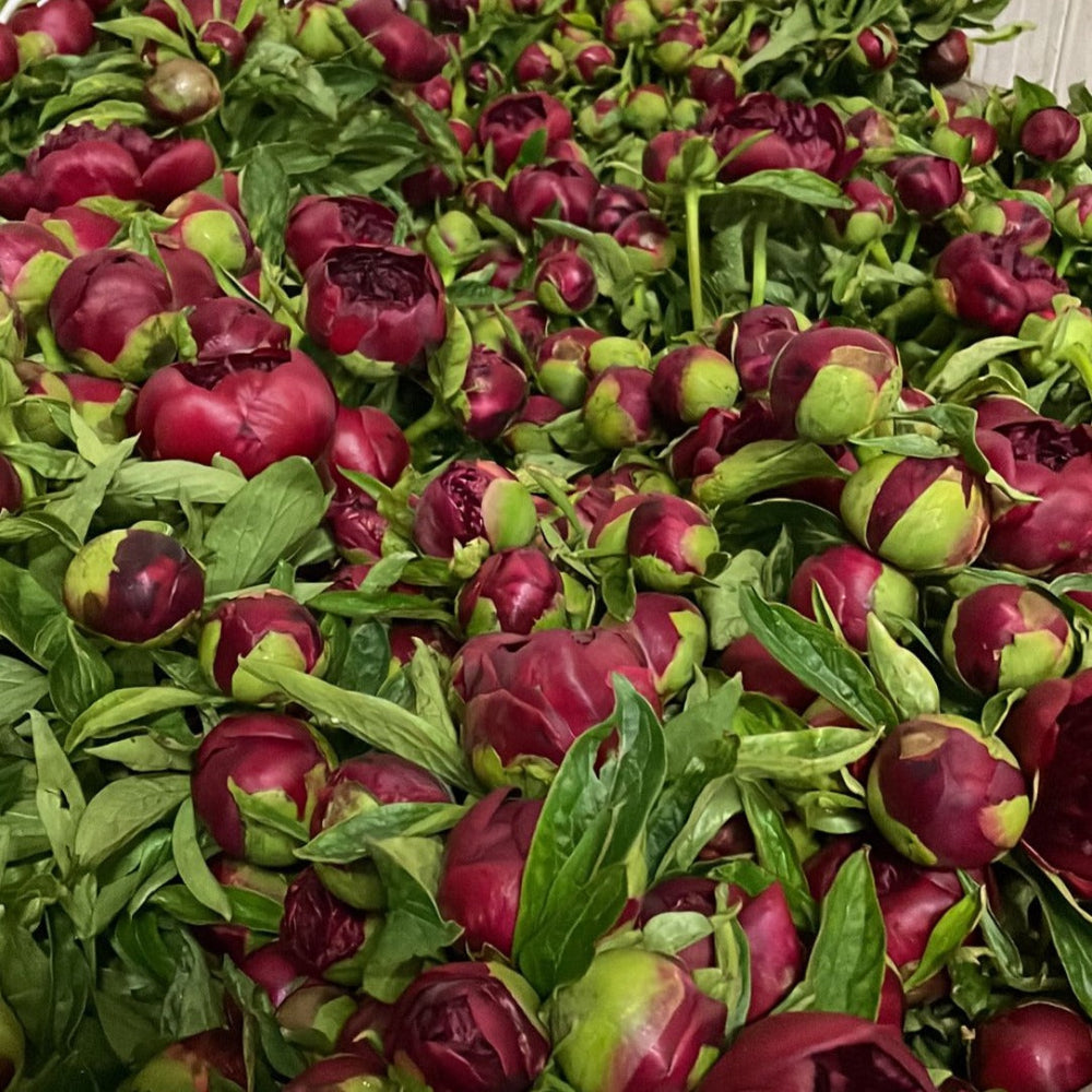 Peony - Red Charm - Bunch of 10 stems