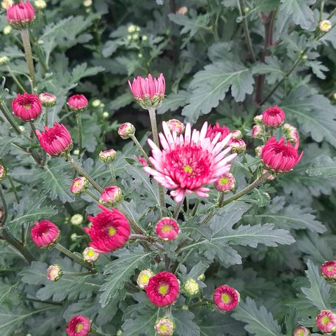 Close-up of Chrysanthemum Adana Pink grown in Norfolk, showcasing sustainable British-grown pink blooms with strong stems and lush foliage.