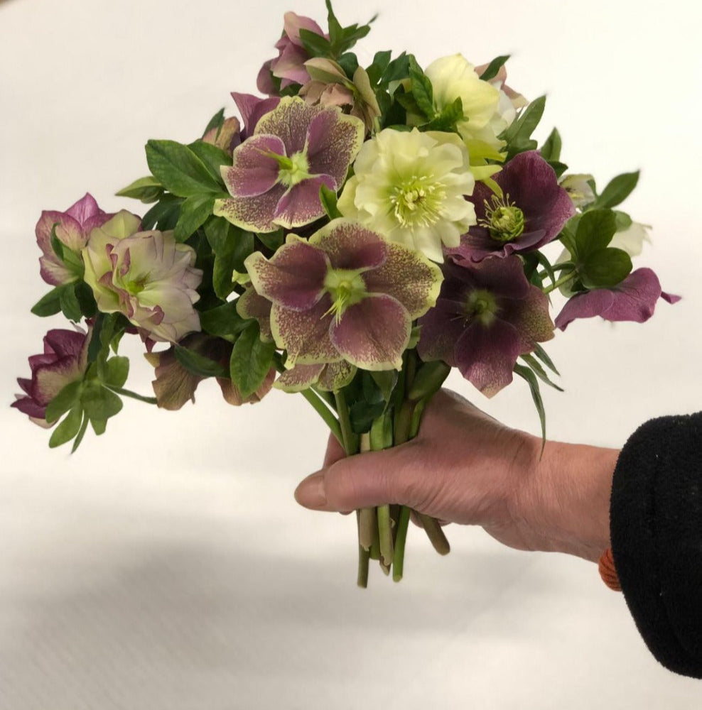 posie grade hellebores