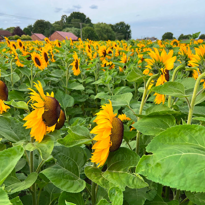 Field of sunflowers in Lincolnshire