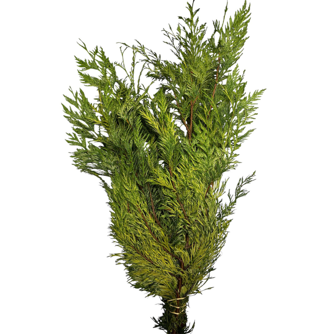 Freshly harvested growers bunch of Cornish Golden Fir Evergreen Normannia foliage showing 5 to 6 full stems.