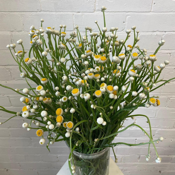 fresh grower's bunch of British-grown white Ammobium alatum stems with distinctive green winged stems, sold fresh.